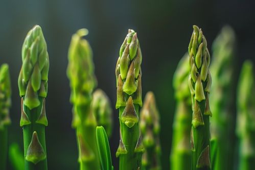 美味綠色食品蔬菜蘆筍圖片攝影圖 廣告素材 下載至來(lái)源處