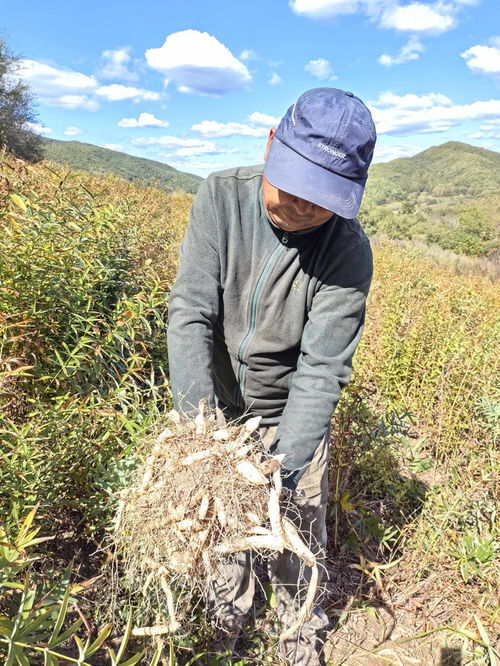 一圖讀懂黃精 山林里的黃金伏櫪